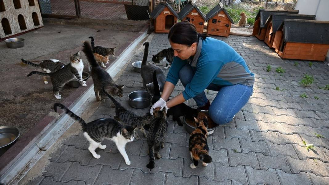 Kemer’de Sokak Hayvanlarına Büyük Destek: Yüzlerce Can Dost Tedavi Edildi! 3